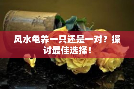 风水龟养一只还是一对？探讨最佳选择！