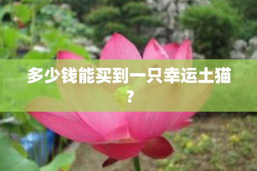 多少钱能买到一只幸运土猫？