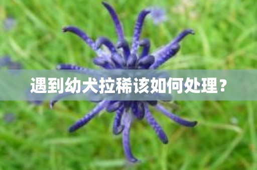 遇到幼犬拉稀该如何处理？