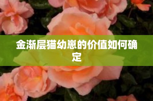 金渐层猫幼崽的价值如何确定