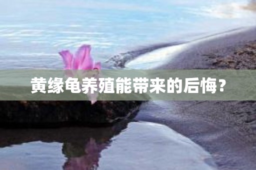 黄缘龟养殖能带来的后悔？