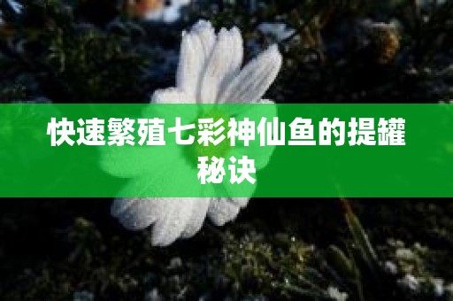 快速繁殖七彩神仙鱼的提罐秘诀