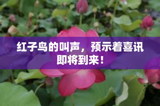 红子鸟的叫声，预示着喜讯即将到来！