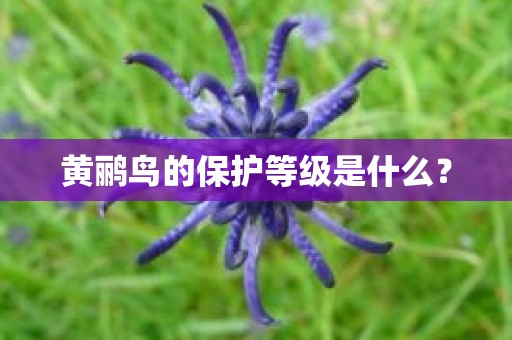 黄鹂鸟的保护等级是什么？