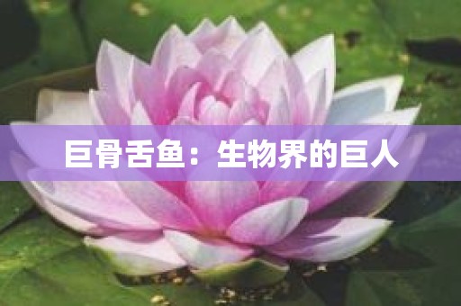 巨骨舌鱼：生物界的巨人