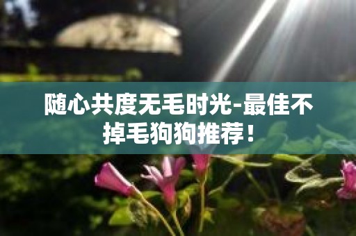 随心共度无毛时光-最佳不掉毛狗狗推荐！