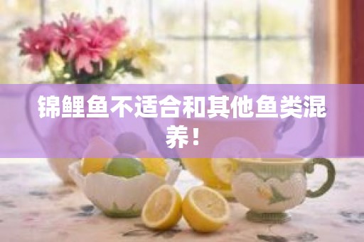 锦鲤鱼不适合和其他鱼类混养！