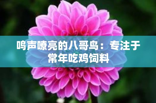 鸣声嘹亮的八哥鸟：专注于常年吃鸡饲料