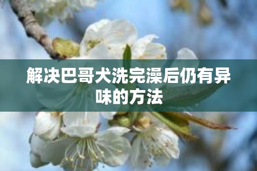 解决巴哥犬洗完澡后仍有异味的方法