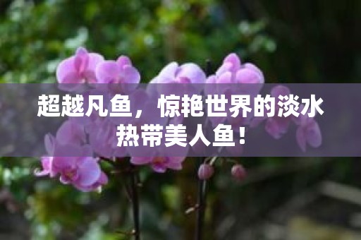 超越凡鱼，惊艳世界的淡水热带美人鱼！