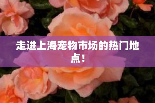 走进上海宠物市场的热门地点！