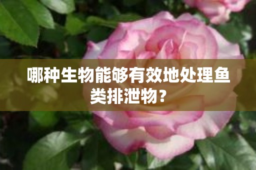 哪种生物能够有效地处理鱼类排泄物？