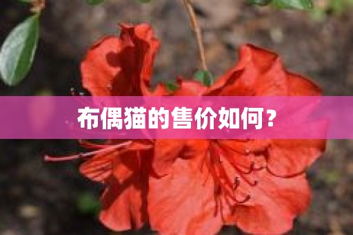 布偶猫的售价如何？