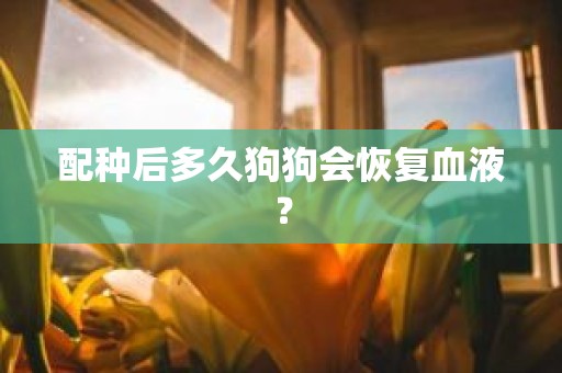 配种后多久狗狗会恢复血液？