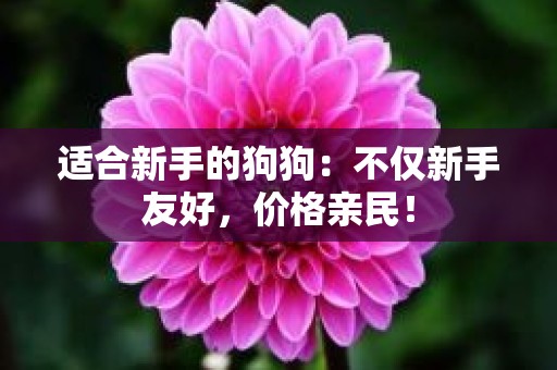 适合新手的狗狗：不仅新手友好，价格亲民！