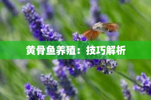 黄骨鱼养殖：技巧解析