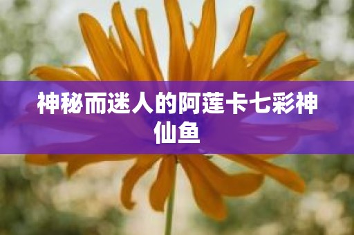 神秘而迷人的阿莲卡七彩神仙鱼
