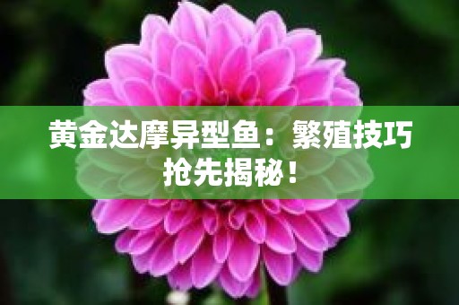 黄金达摩异型鱼：繁殖技巧抢先揭秘！