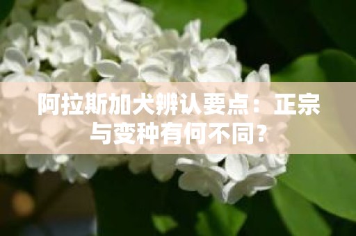 阿拉斯加犬辨认要点：正宗与变种有何不同？