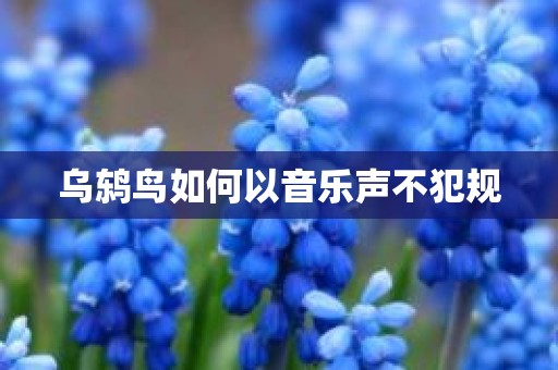 乌鸫鸟如何以音乐声不犯规