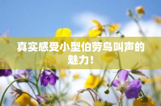 真实感受小型伯劳鸟叫声的魅力！