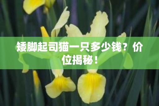 矮脚起司猫一只多少钱？价位揭秘！