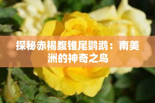 探秘赤褐腹锥尾鹦鹉：南美洲的神奇之鸟