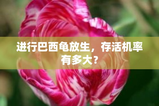 进行巴西龟放生，存活机率有多大？