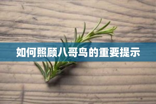 如何照顾八哥鸟的重要提示
