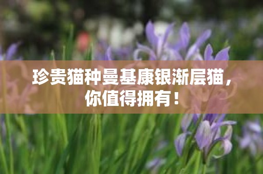 珍贵猫种曼基康银渐层猫，你值得拥有！