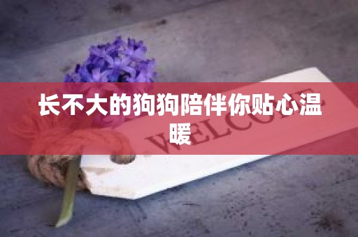 长不大的狗狗陪伴你贴心温暖