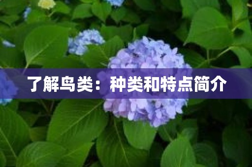 了解鸟类：种类和特点简介