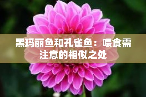 黑玛丽鱼和孔雀鱼：喂食需注意的相似之处