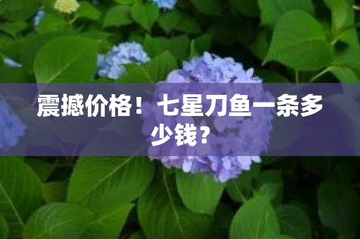 震撼价格！七星刀鱼一条多少钱？