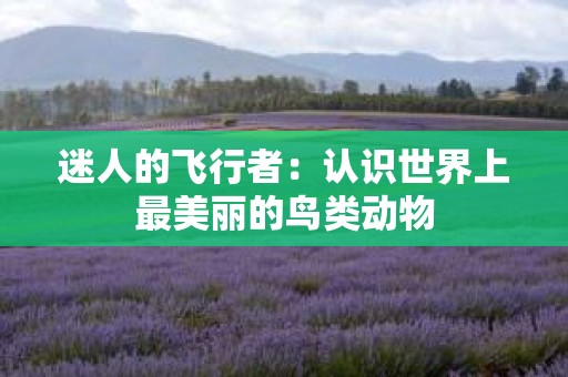 迷人的飞行者：认识世界上最美丽的鸟类动物