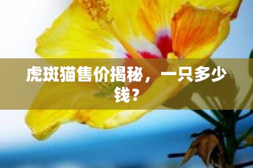 虎斑猫售价揭秘，一只多少钱？