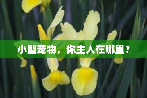 小型宠物，你主人在哪里？