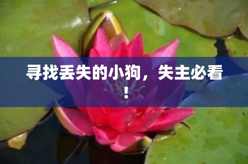 寻找丢失的小狗，失主必看！