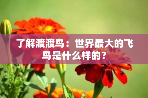 了解渡渡鸟：世界最大的飞鸟是什么样的？