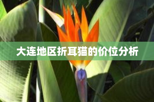 大连地区折耳猫的价位分析