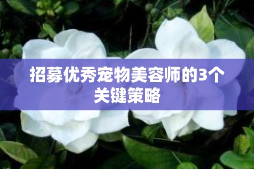 招募优秀宠物美容师的3个关键策略