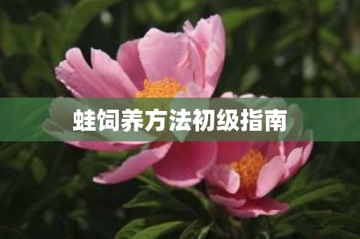 蛙饲养方法初级指南