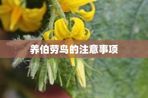 养伯劳鸟的注意事项