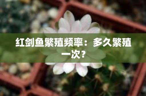 红剑鱼繁殖频率：多久繁殖一次？