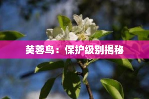 芙蓉鸟：保护级别揭秘