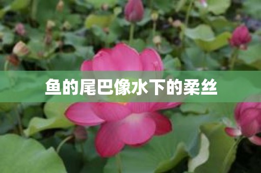 鱼的尾巴像水下的柔丝