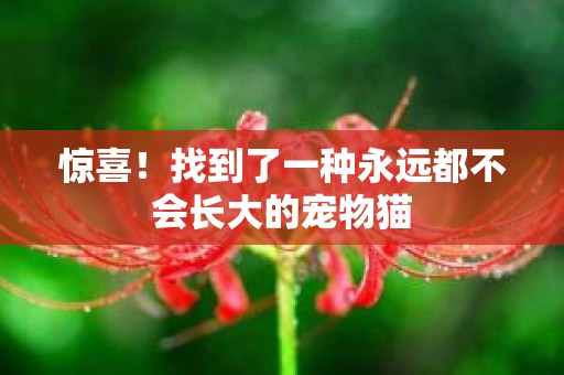 惊喜！找到了一种永远都不会长大的宠物猫