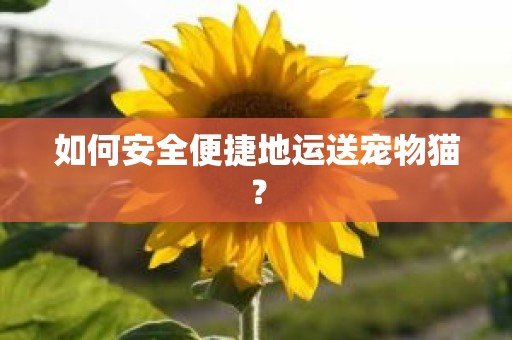 如何安全便捷地运送宠物猫？