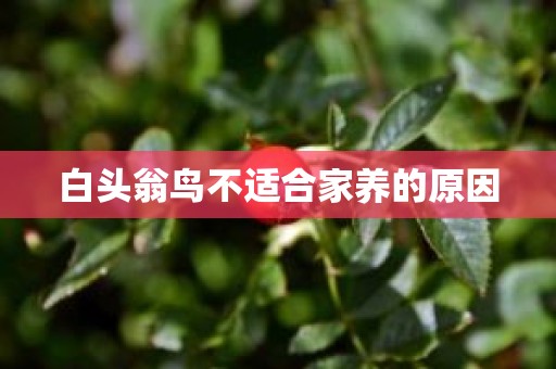 白头翁鸟不适合家养的原因