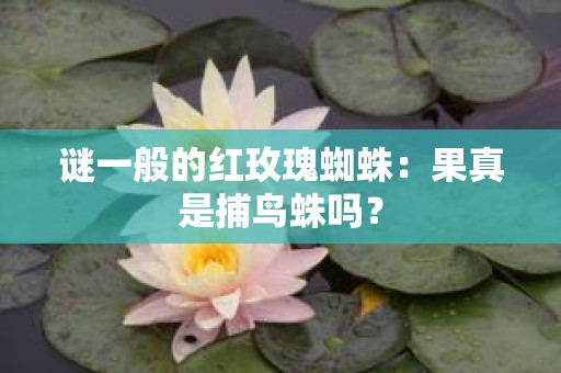 谜一般的红玫瑰蜘蛛：果真是捕鸟蛛吗？